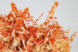 Bright Orange Crocoite Crystal Cluster - Tasmania #182739-3